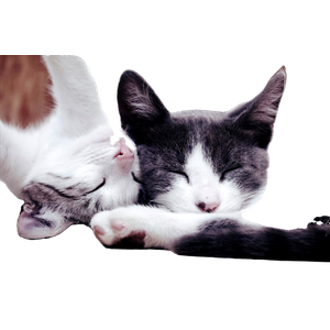 Two Cute Cats Sleeping Peacefully Indoors, Showcasing Natural Serenity And Warmth. 15354 - Cat PNG image with transparent background